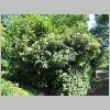 Viburnum_tinus .JPG